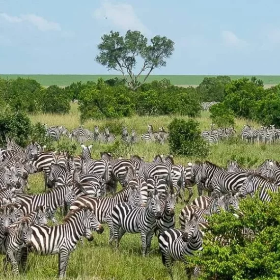 Maasai Mara National Reserve