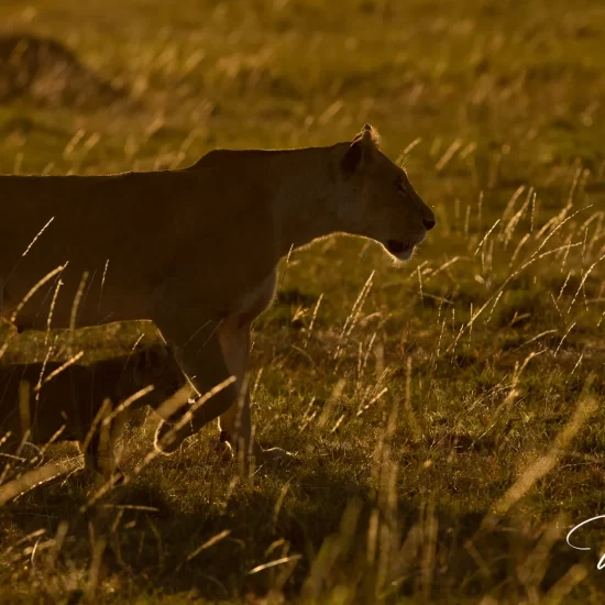 Maasai Mara National Reserve