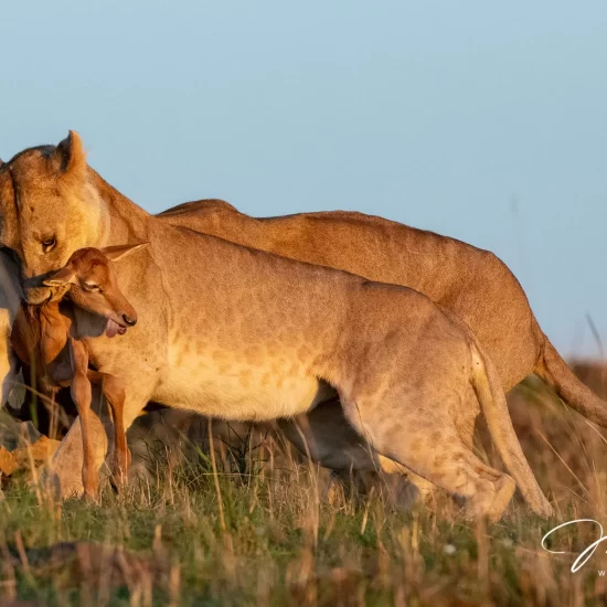 Maasai Mara National Reserve