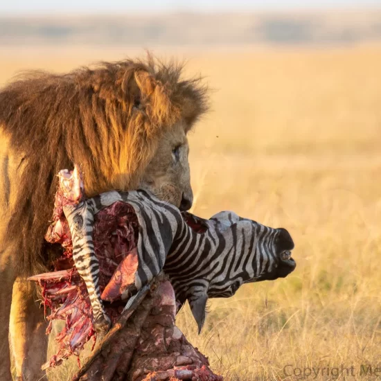 Maasai Mara National Reserve