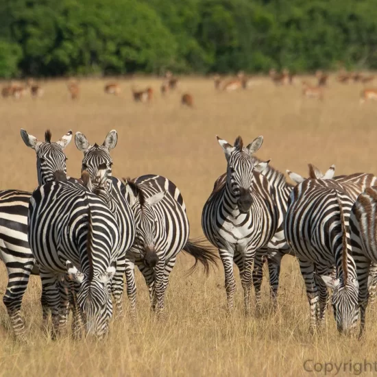 Maasai Mara National Reserve