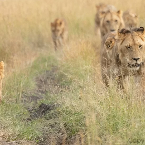 Maasai Mara National Reserve