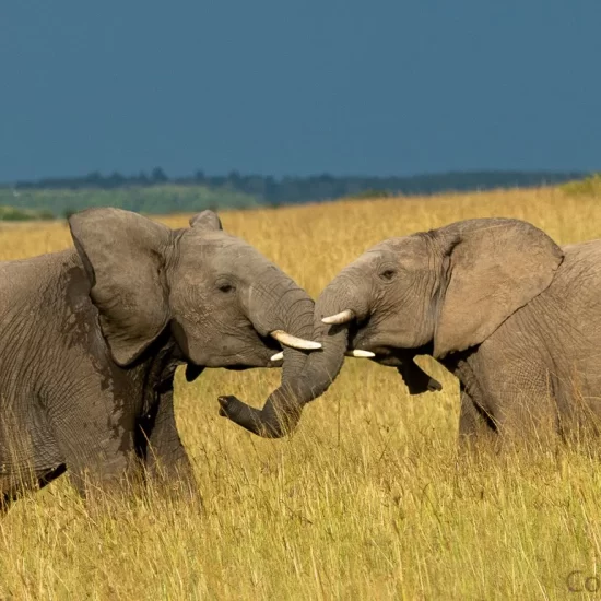 Maasai Mara National Reserve