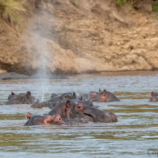 Maasai Mara National Reserve