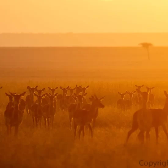 Maasai Mara National Reserve