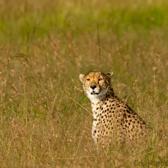 Maasai Mara National Reserve