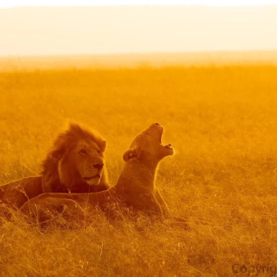 Maasai Mara National Reserve