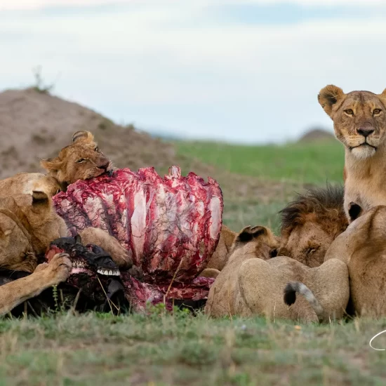 Maasai Mara National Reserve