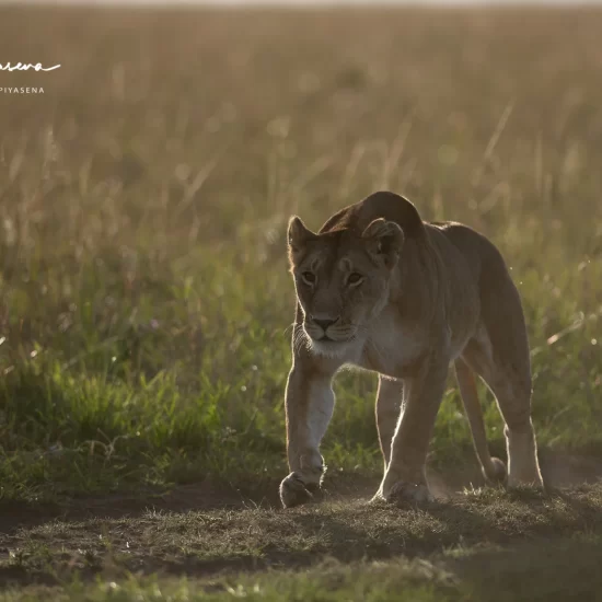 Maasai Mara National Reserve