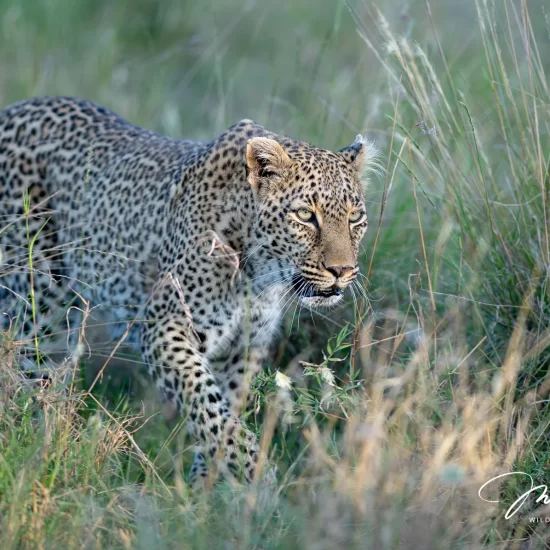 Maasai Mara National Reserve