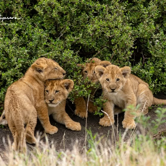 Maasai Mara National Reserve