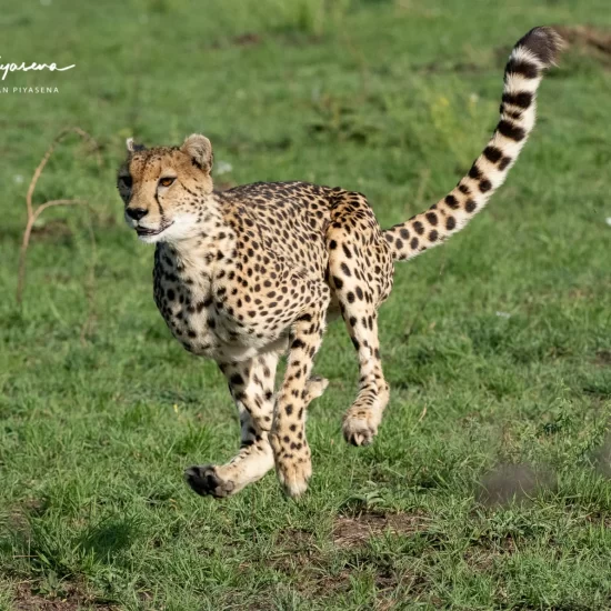 Maasai Mara National Reserve