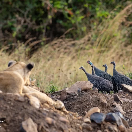 Maasai Mara National Reserve