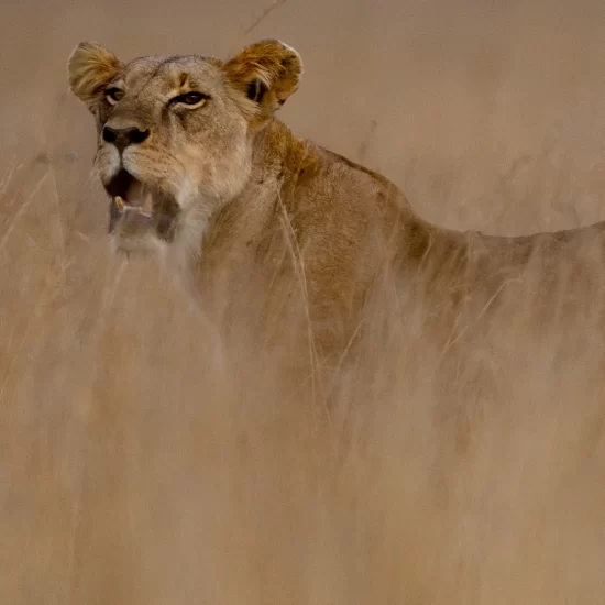 Maasai Mara National Reserve