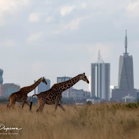 Maasai Mara National Reserve