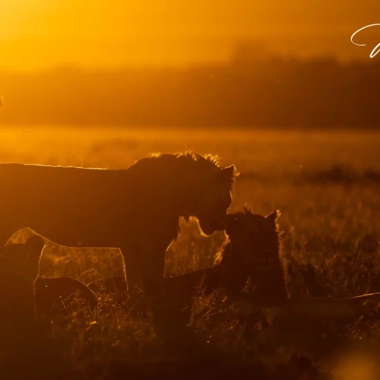 Maasai Mara National Reserve