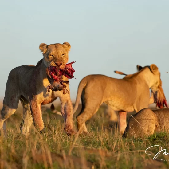 Maasai Mara National Reserve