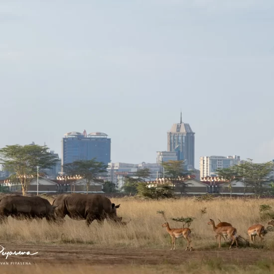 Maasai Mara National Reserve