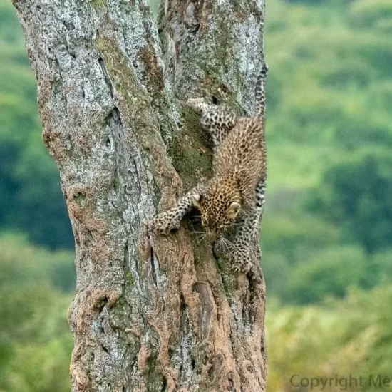 Maasai Mara National Reserve