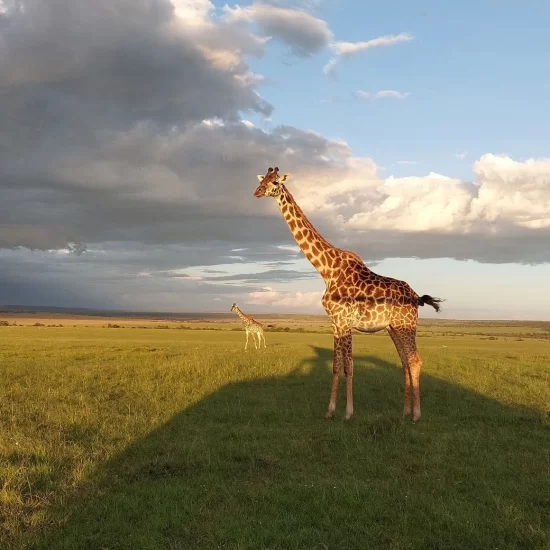 Maasai Mara National Reserve