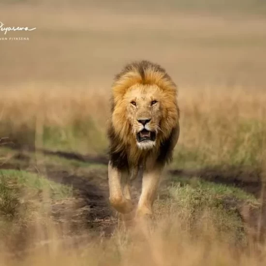 Maasai Mara National Reserve