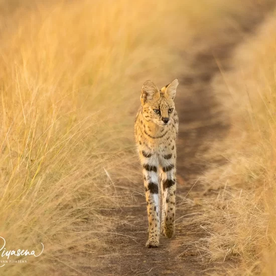 Maasai Mara National Reserve