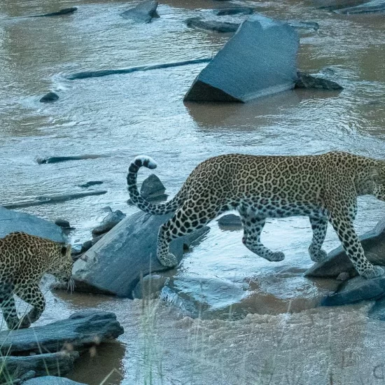 Maasai Mara National Reserve