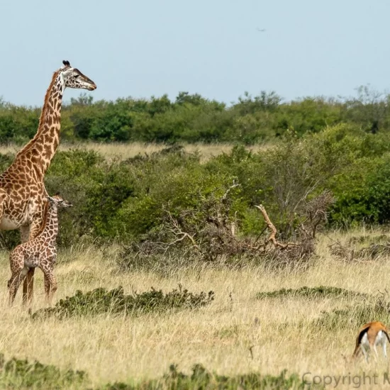 Maasai Mara National Reserve