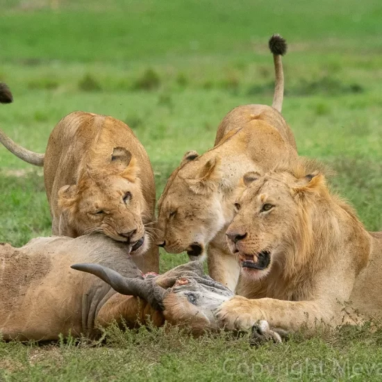 Maasai Mara National Reserve