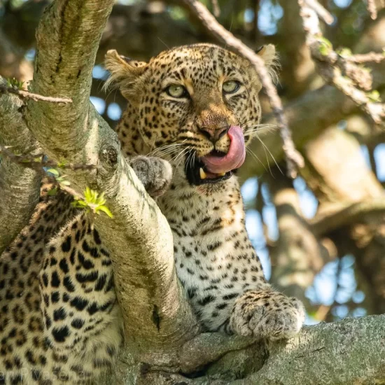 Maasai Mara National Reserve