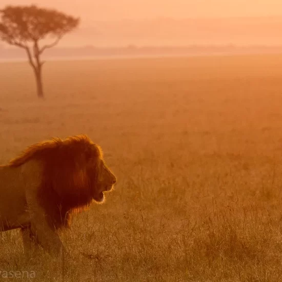 Maasai Mara National Reserve