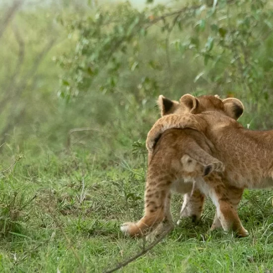 Maasai Mara National Reserve