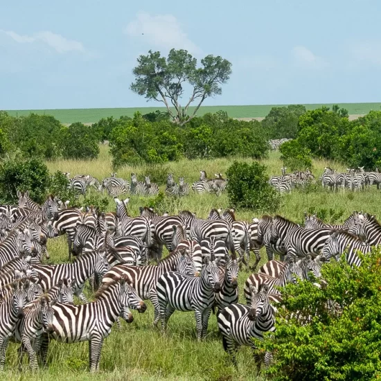 Maasai Mara National Reserve