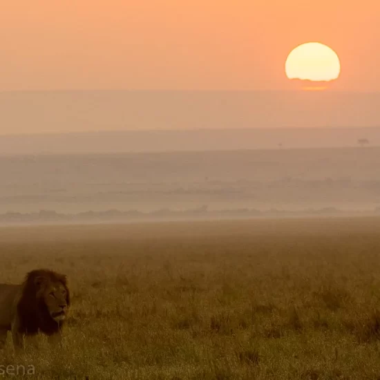 Maasai Mara National Reserve