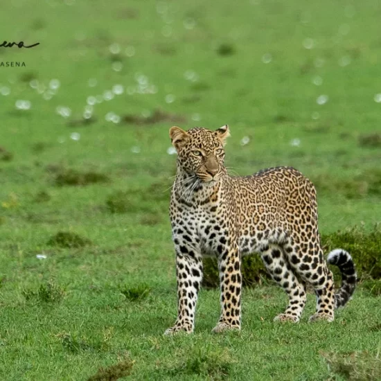 Maasai Mara National Reserve