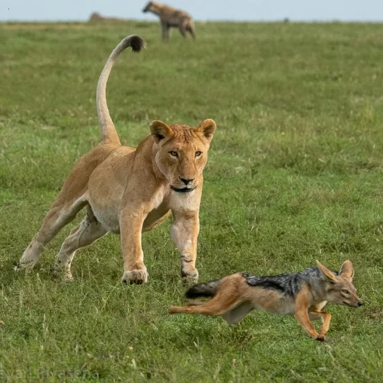 Maasai Mara National Reserve