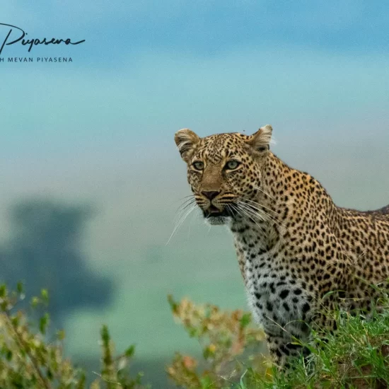 Maasai Mara National Reserve