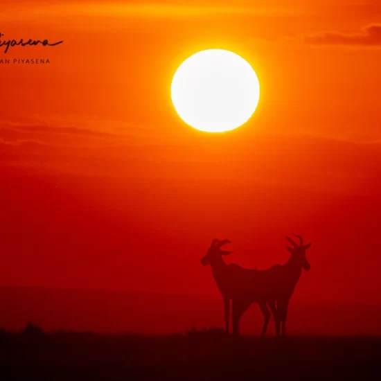 Maasai Mara National Reserve