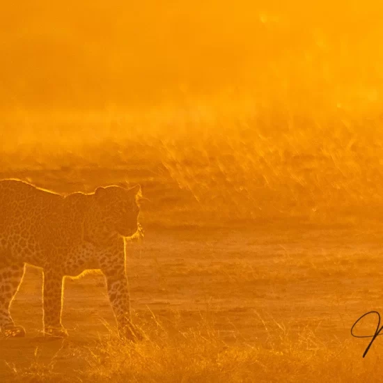 Maasai Mara National Reserve