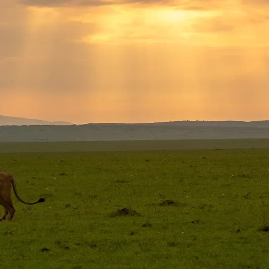 Maasai Mara National Reserve