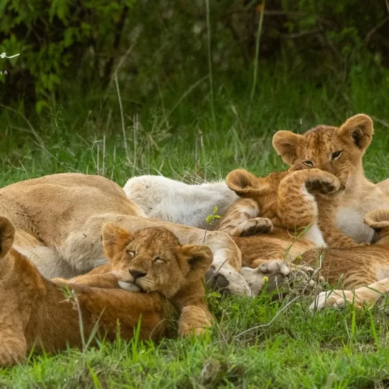 Maasai Mara National Reserve