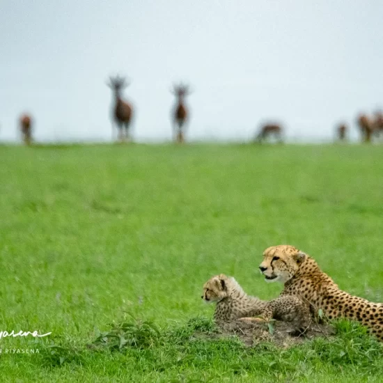 Maasai Mara National Reserve