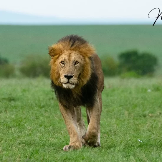 Maasai Mara National Reserve