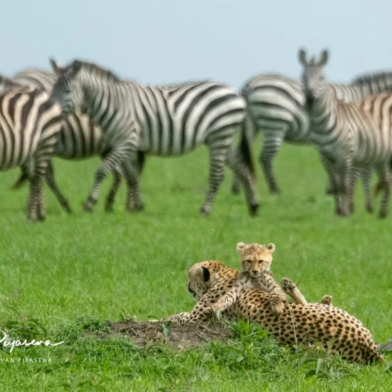 Maasai Mara National Reserve