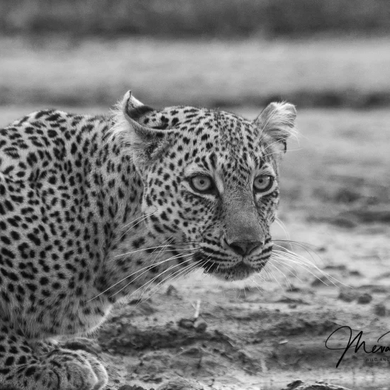 Maasai Mara National Reserve