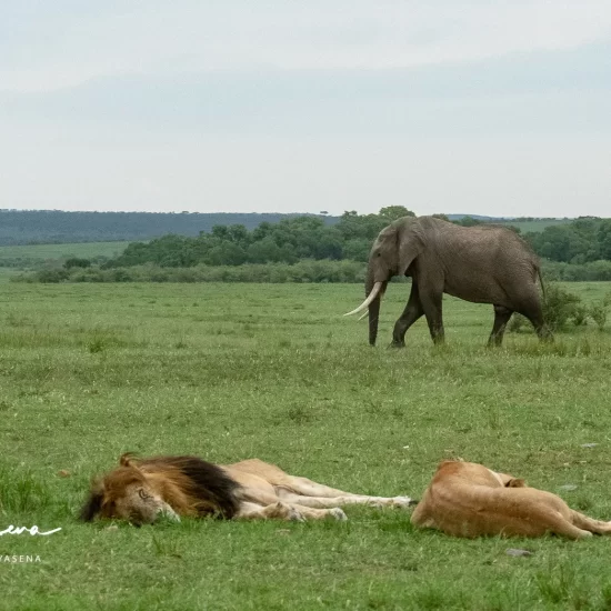 Maasai Mara National Reserve