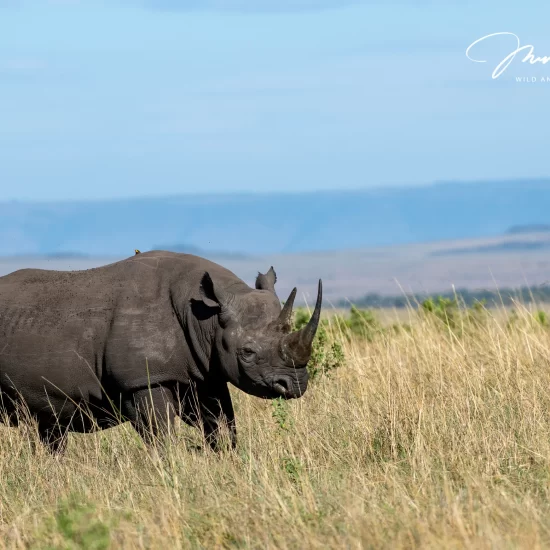 Maasai Mara National Reserve